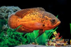 Pfauenaugenbuntbarsch "Smooth Red", Astronotus Ocellatus "Smooth Red" 5 Pfauenaugenbuntbarsch "Smooth Red", Astronotus Ocellatus "Smooth Red" -Zoohandlung Pfauenaugenbuntbarsch Smooth Red Astronotus ocellatus 2