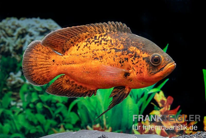 Pfauenaugenbuntbarsch "Smooth Red", Astronotus Ocellatus "Smooth Red" 4 Pfauenaugenbuntbarsch "Smooth Red", Astronotus Ocellatus "Smooth Red" – Bild 2