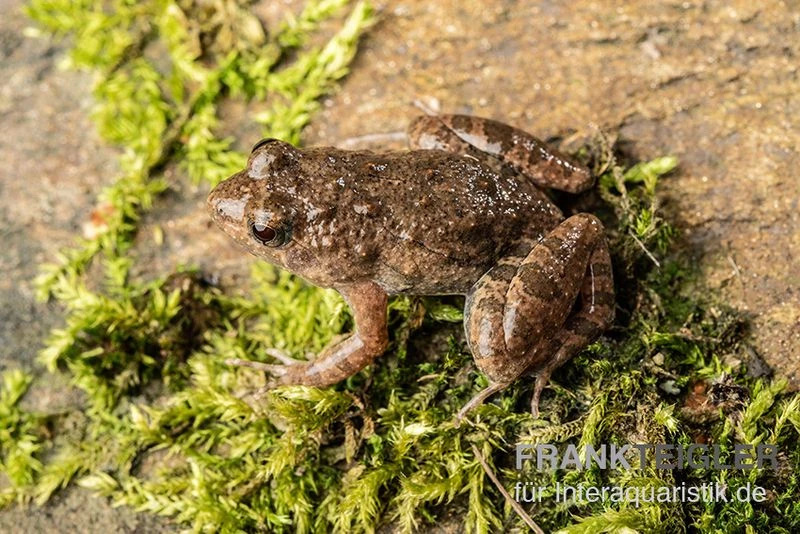 Pfützenfrosch, Phrynobatrachus Calcaratus 3 Pfützenfrosch, Phrynobatrachus Calcaratus