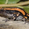 Gestreifter Wendehalsfrosch, Phrynomantis Bifasciatus 2 Gestreifter Wendehalsfrosch, Phrynomantis Bifasciatus -Zoohandlung Phrynomantis bifasciatus Wendehalsfrosch