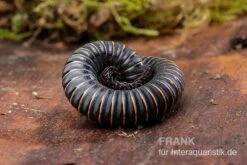 Pink Gestreifter Tausendfüßer, Odontostreptus Sjoestedti -Zoohandlung Pink gestreifter Tausendfuesser Odontostreptus sjoestedti 3