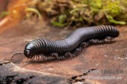 Pink Gestreifter Tausendfüßer, Odontostreptus Sjoestedti -Zoohandlung Pink gestreifter Tausendfuesser Odontostreptus sjoestedti 5