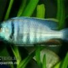Likomamaulbrüter, Placidochromis Electra "Black Face", DNZ 1 Likomamaulbrüter, Placidochromis Electra "Black Face", DNZ -Zoohandlung Placidochromis electra likomamaulbrueter