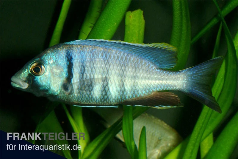 Likomamaulbrüter, Placidochromis Electra "Black Face", DNZ 3 Likomamaulbrüter, Placidochromis Electra "Black Face", DNZ