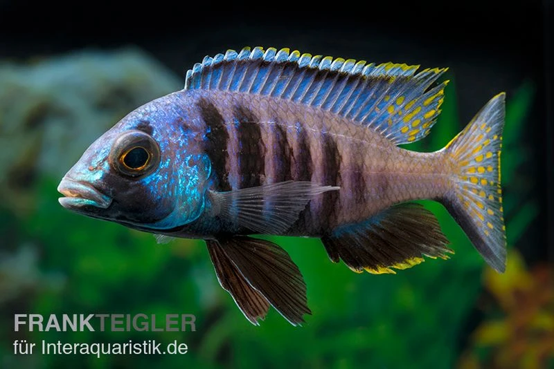 Mandalawi-Maulbrüter, Placidochromis "Electra Superior", DNZ 3 Mandalawi-Maulbrüter, Placidochromis "Electra Superior", DNZ