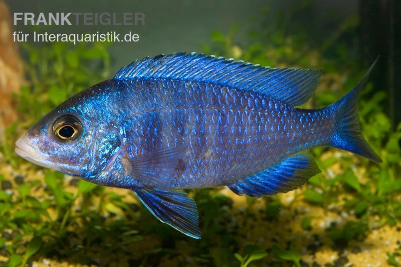 Weißlippen-Phenochilus, Placidochromis Phenochilus Mdoka, DNZ 3 Weißlippen-Phenochilus, Placidochromis Phenochilus Mdoka, DNZ