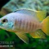 Placidochromis Spec. JALO REEF, DNZ -Zoohandlung Placidochromis spec JALO REEF
