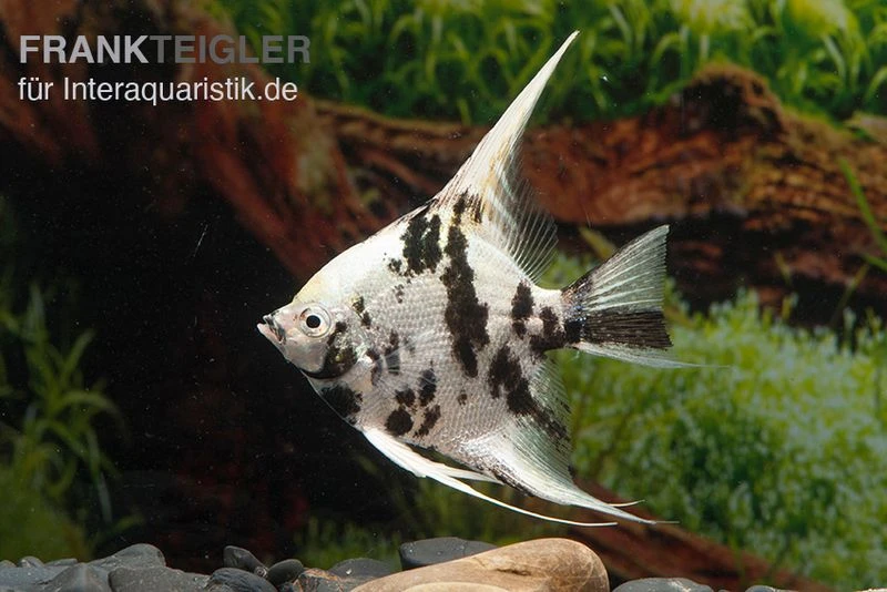 Platinum-Panda-Skalar, Pterophyllum Scalare 3 Platinum-Panda-Skalar, Pterophyllum Scalare