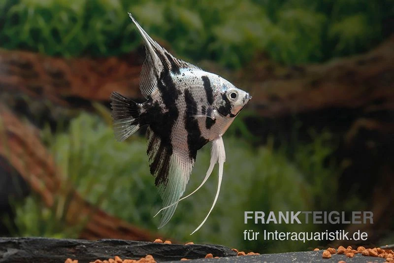 Platinum-Panda-Skalar, Pterophyllum Scalare 4 Platinum-Panda-Skalar, Pterophyllum Scalare – Bild 2