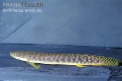 Pollis Flösselhecht, Polypterus Polli 9 Pollis Flösselhecht, Polypterus Polli -Zoohandlung Pollis Floesselhecht Polypterus polli
