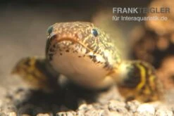 Schmuck-Flösselhecht, Polypterus Ornatipinnis, NZ -Zoohandlung Polypterus ornatipinnis FSWFT0874