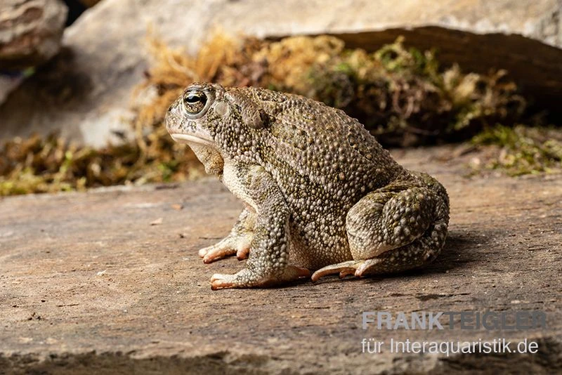 Präriekröte, Bufo Cognatus 4 Präriekröte, Bufo Cognatus – Bild 2