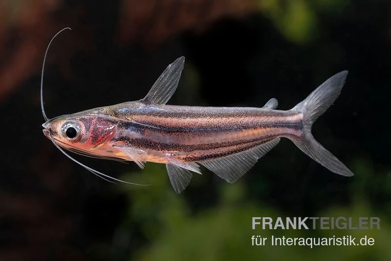 Zwerg-Haiwels, Pseudeutropius Moolenburghae 3 Zwerg-Haiwels, Pseudeutropius Moolenburghae