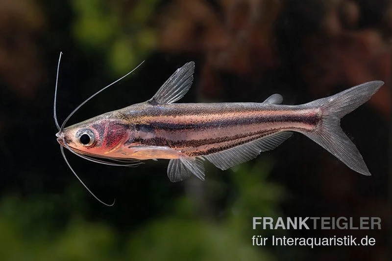 Zwerg-Haiwels, Pseudeutropius Moolenburghae 4 Zwerg-Haiwels, Pseudeutropius Moolenburghae – Bild 2