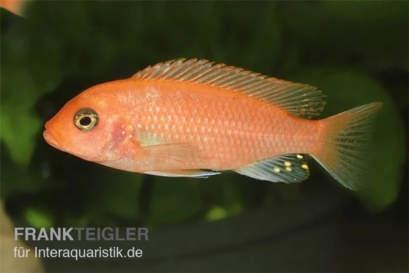 Roter Zebrabuntbarsch, Pseudotropheus Estherae "rot-rot", DNZ 4 Roter Zebrabuntbarsch, Pseudotropheus Estherae "rot-rot", DNZ – Bild 2