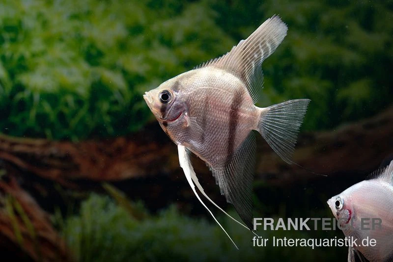 Amapa Red Back Rotrücken-Skalar, Pterophyllum Scalare 3 Amapa Red Back Rotrücken-Skalar, Pterophyllum Scalare