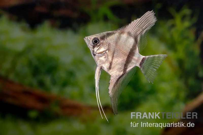 Amapa Red Back Rotrücken-Skalar, Pterophyllum Scalare 4 Amapa Red Back Rotrücken-Skalar, Pterophyllum Scalare – Bild 2