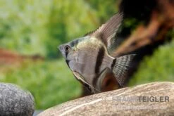 Avatar Zebra-Skalar, Pterophyllum Scalare -Zoohandlung Pterophyllum scalare AVATAR ZEBRA 1