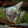 Avatar Zebra-Skalar, Pterophyllum Scalare -Zoohandlung Pterophyllum scalare Avatar Zebra