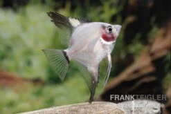 Bulgarian Green Red Cheek Skalar, Pterophyllum Scalare 7 Bulgarian Green Red Cheek Skalar, Pterophyllum Scalare -Zoohandlung Pterophyllum scalare BULGARIAN GREEN RED CHICK