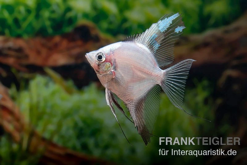 Bulgarian Green Red Cheek Skalar, Pterophyllum Scalare 4 Bulgarian Green Red Cheek Skalar, Pterophyllum Scalare – Bild 2