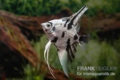 Skalar Platinum Marmor, Pterophyllum Scalare, 4-5 Cm, DNZ -Zoohandlung Pterophyllum scalare Platinum Marble 7