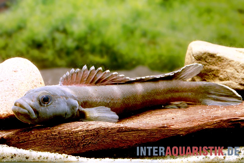 Quappenbuntbarsch, Teleogramma Brichardi 3 Quappenbuntbarsch, Teleogramma Brichardi