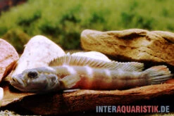 Quappenbuntbarsch, Teleogramma Brichardi 5 Quappenbuntbarsch, Teleogramma Brichardi -Zoohandlung Quappenbuntbarsch Teleogramma brichardi Weibchen