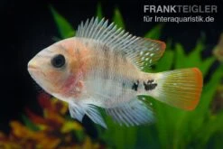 Quetzal-Buntbarsch, Cichlasoma Synspilum, DNZ 6 Quetzal-Buntbarsch, Cichlasoma Synspilum, DNZ -Zoohandlung Quetzal Buntbarsch Cichlasoma synspilum