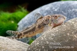 Raimunds Schmerlenwels, Aspidoras Raimundi