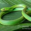 Raue Grasnatter, Opheodrys Aestivus -Zoohandlung Raue Grasnatter Opheodrys aestivus 1