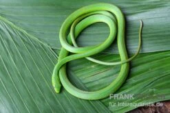 Raue Grasnatter, Opheodrys Aestivus -Zoohandlung Raue Grasnatter Opheodrys aestivus 3