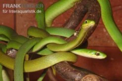 Raue Grasnatter, Opheodrys Aestivus -Zoohandlung Raue Grasnatter Opheodrys aestivus 5