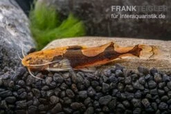 Rautenflecken-Zwergwels, Akysis Portellus 5 Rautenflecken-Zwergwels, Akysis Portellus -Zoohandlung Rautenflecken Zwergwels Akysis portellus 2