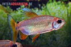 Regenbogen-Kongosalmler, Phenacogrammus Hilgendorfi -Zoohandlung Regenbogen Kongosalmler Phenacogrammus hilgendorfi 2