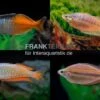Regenbogenfisch-Mix, 5 Tiere 1 Regenbogenfisch-Mix, 5 Tiere -Zoohandlung Regenbogen Mix