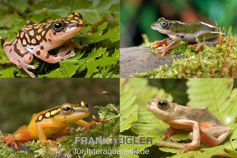 Riedfrosch Mix, 5 Stück, Hyperolius Sp. 3 Riedfrosch Mix, 5 Stück, Hyperolius Sp.