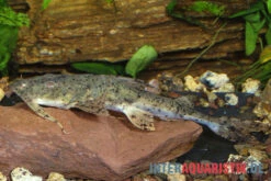 Riesen-Teufelswels, Bagarius Yarrelli