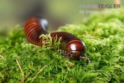 Riesiger Feuer-Tausendfüßer, Pelmatojulus Excisus -Zoohandlung Riesiger Feuer Tausendfuesser Pelmatojulus excisus 3