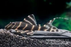 Ringelsocken-Harnischwels, L204, Panaqolus Albivermis "Flash Pleco" 4-5 Cm -Zoohandlung Ringelsocken Harnischwels L204 Panaqolus albivermis Flash Pleco neu 1