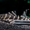 Ringelsocken-Harnischwels, L204, Panaqolus Albivermis "Flash Pleco" 4-5 Cm -Zoohandlung Ringelsocken Harnischwels L204 Panaqolus albivermis Flash Pleco neu 2