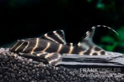 Ringelsocken-Harnischwels, L204, Panaqolus Albivermis "Flash Pleco" 4-5 Cm