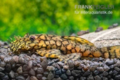 Rio-Itenez-Wels, L - 519 Ancistrus Sp. "Rio Itenez"