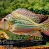 Rio-Negro-Erdfresser, Geophagus Winemilleri 1 Rio-Negro-Erdfresser, Geophagus Winemilleri -Zoohandlung Rio Negro Erdfresser Geophagus winemilleri neu 1