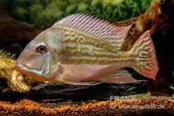 Rio-Negro-Erdfresser, Geophagus Winemilleri 7 Rio-Negro-Erdfresser, Geophagus Winemilleri -Zoohandlung Rio Negro Erdfresser Geophagus winemilleri neu 3