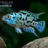 Blue Dempsey, Rocio Octofasciata "Blue Dempsey" 1 Blue Dempsey, Rocio Octofasciata "Blue Dempsey" -Zoohandlung Rocio octofasciata Blue Dempsey 1 3