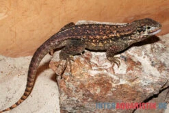 Rollschwanzleguan, Leiocephalus Carinatus -Zoohandlung Rollschwanzleguan Leiocephalus carinatus3