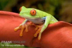 Rotaugenlaubfrosch, Agalychnis Callidryas DNZ -Zoohandlung Rotaugenlaubfrosch Agalychnis callidryas 01