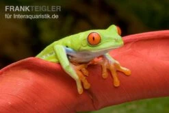Rotaugenlaubfrosch, Agalychnis Callidryas DNZ -Zoohandlung Rotaugenlaubfrosch Agalychnis callidryas 02