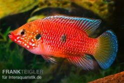 Roter Buntbarsch, Hemichromis Stellifer Sp. "Gabun" 5 Roter Buntbarsch, Hemichromis Stellifer Sp. "Gabun" -Zoohandlung Roter Buntbarsch Hemichromis stellifer sp Gabun 2